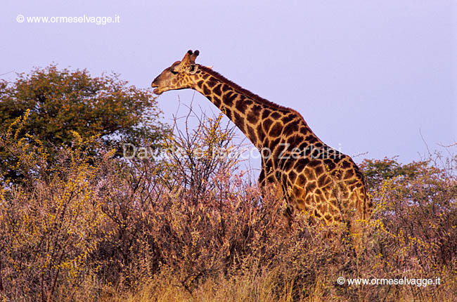 Giraffa 91-26-08